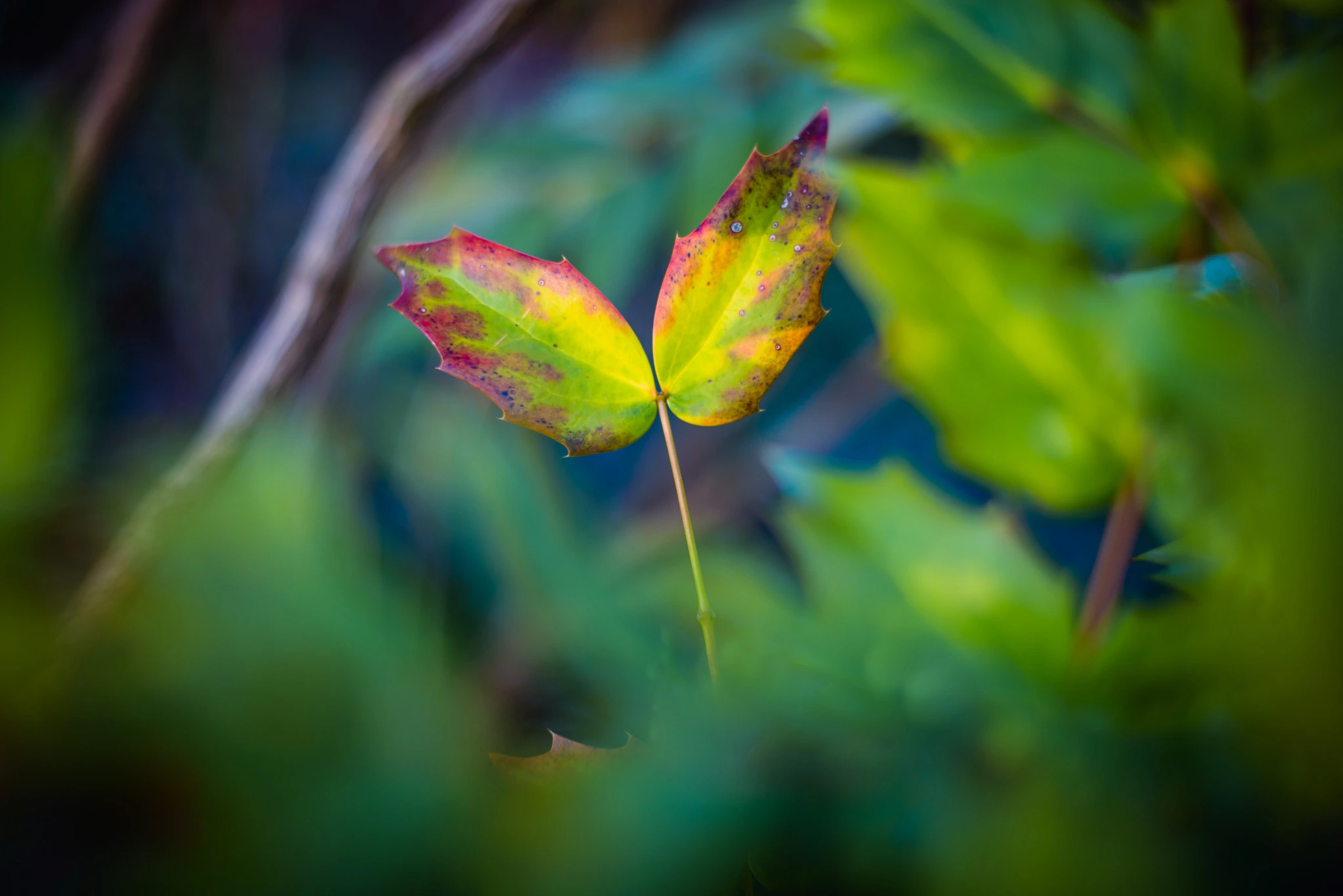 Biodiversity and Nature-Based Solutions in Corporate Climate Strategy
