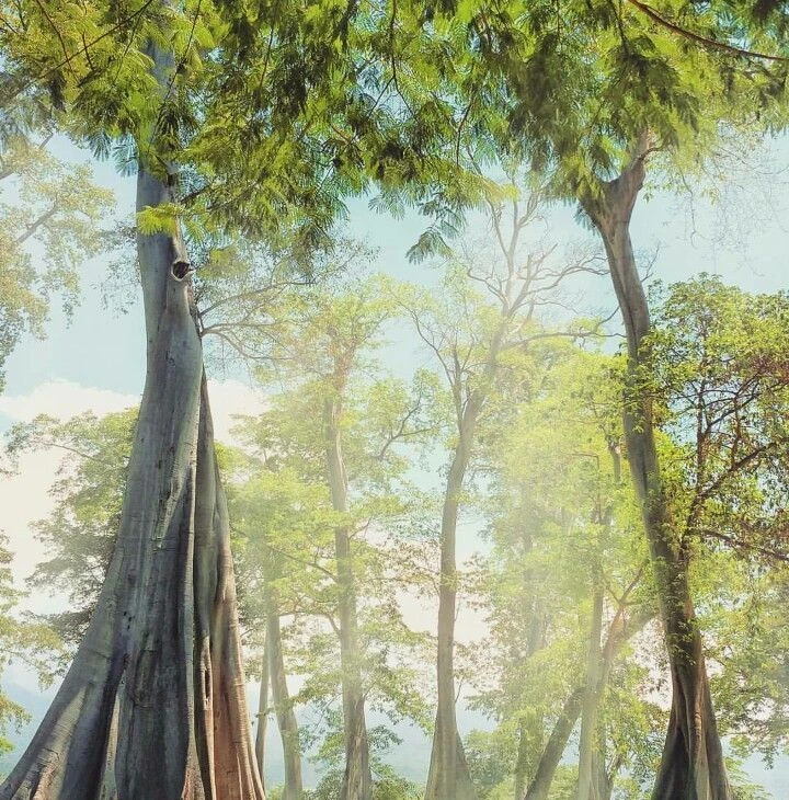 Towering sunlit trees illustrating progressive steps of ESG strategy